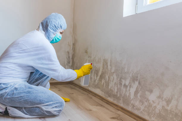 Mold Remediation specialist working in Suttons Bay