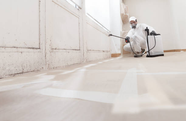 Black mold remediation team in Suttons Bay